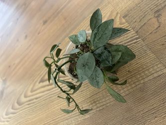 Hoya Krohniana Silver *LIVE