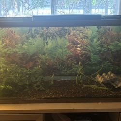 90 Gallon Tank With Stand 