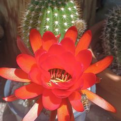 Beautiful cactus plant 🌵