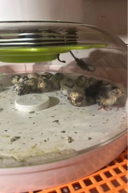 Quail Eggs