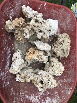 Sea coral