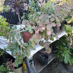 Crasula  Suculenta A$8 Cada Una