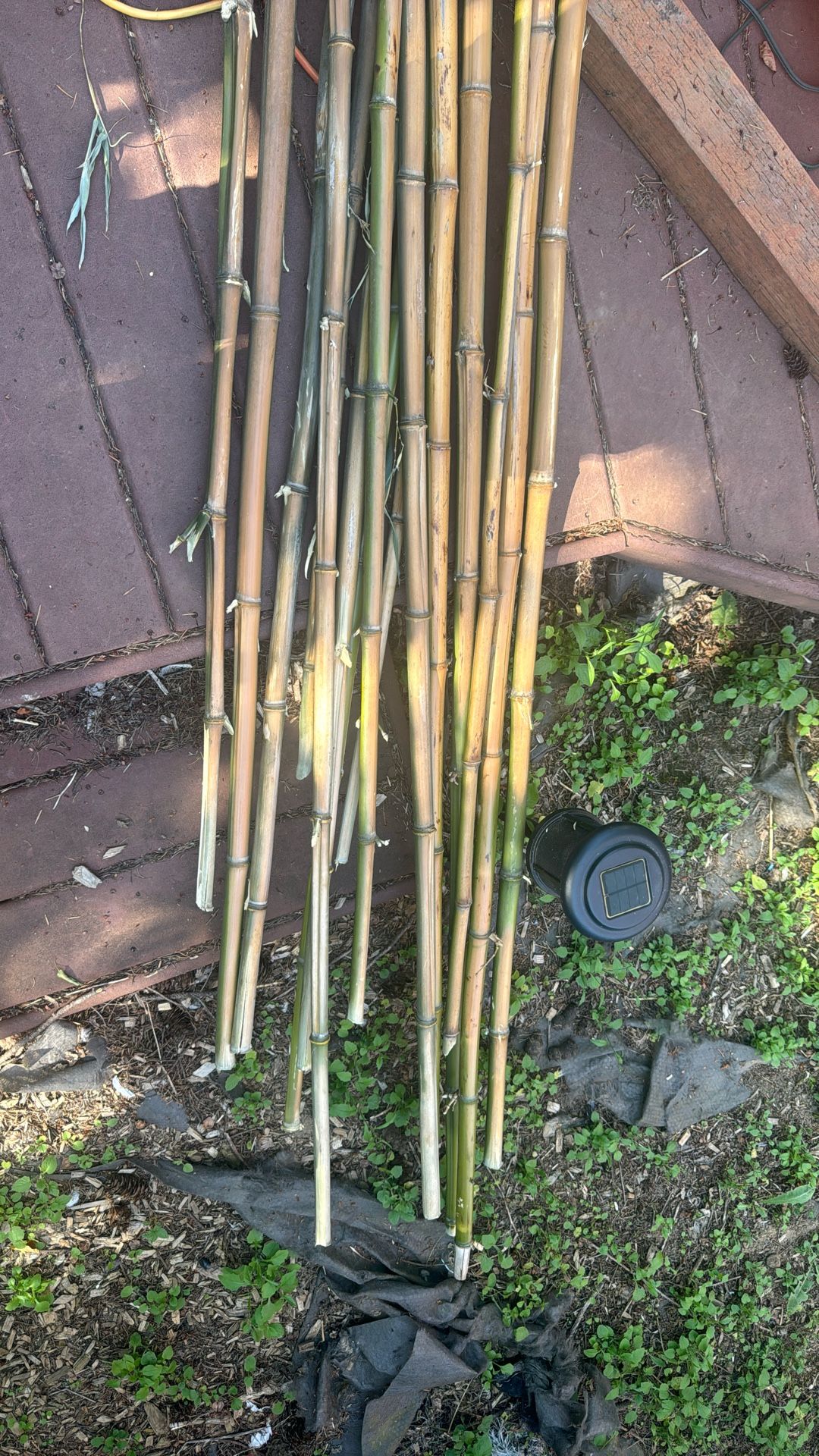 Bamboo