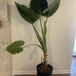 Giant Taro Plant
