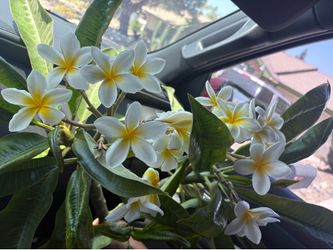 White and yellow pluemeria cuts