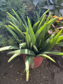 Aloe Vera Plant