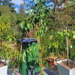 7ft MEXICOLA AVOCADO TREE 