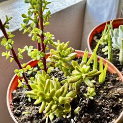 Sedum Succulents , Elephant, food and aloe vera