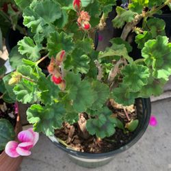 Red Zonal Geranium 7” Pot