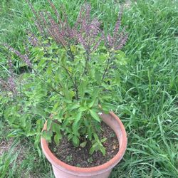 Tulsi Plant