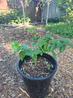 Rare fruit: surinam cherry