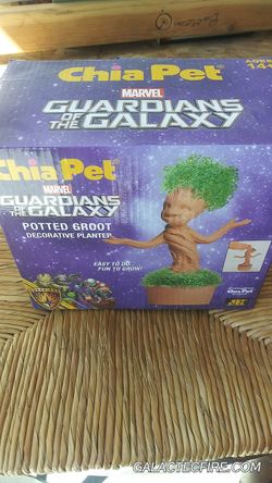Chia Pet