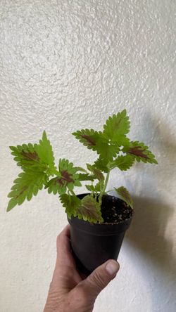 Coleus