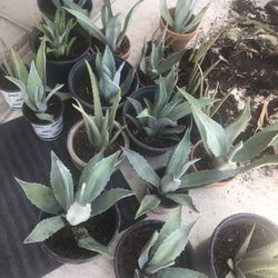Blue Agave