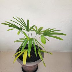 Palm In Big pot