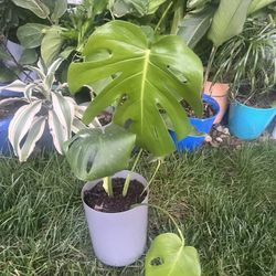 Housplant Monstera Plant