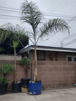 Queen Palm Tree