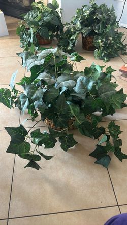 Artificial Ivy Plant in Wicker Basket $30 for 6