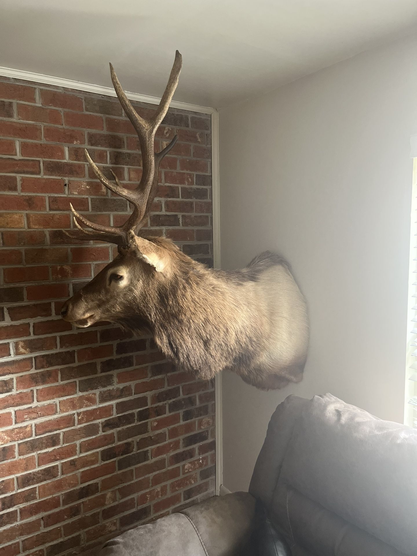Complete Real Elk Wall Mount
