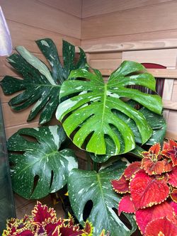 Monstera Thai Live Plant