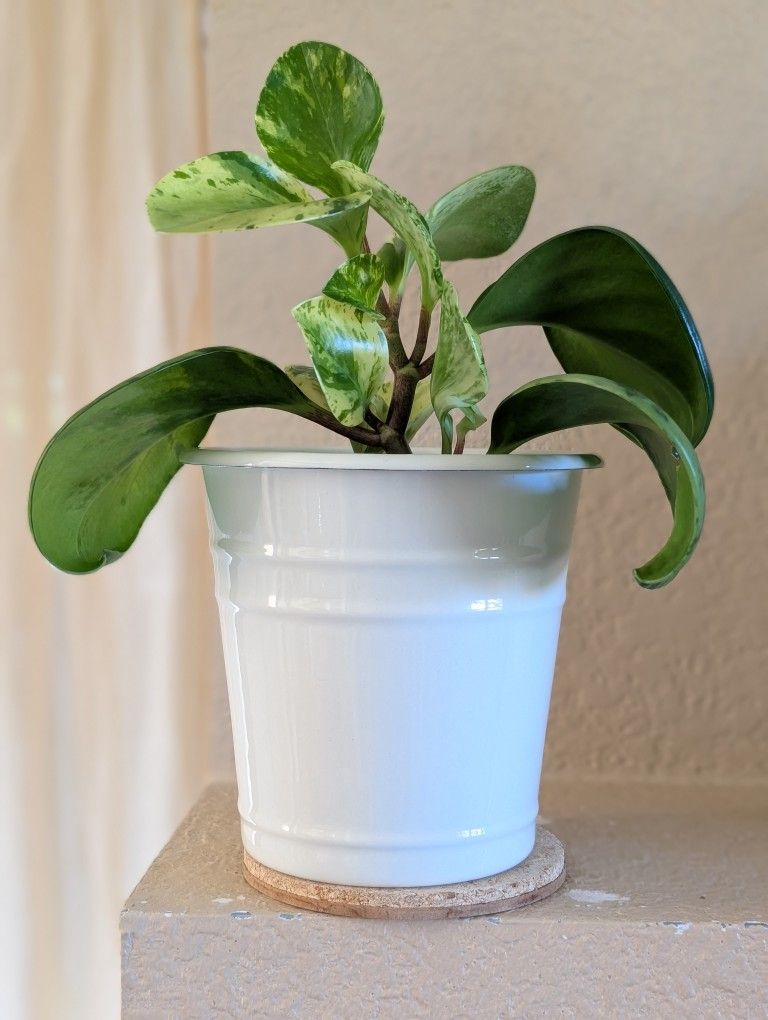 Healthy Beautiful Indoor Plant(Peperomia)