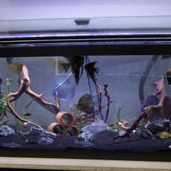40 gal Fish Tank