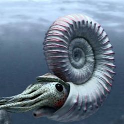 NEW JEWELRY FOSSIL NECKLACES AMMONITE OCEAN, HOME DECOR DISPLAY