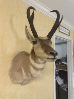 Pronghorn Shoulder Mount Taxidermy Trophy Speedgoat