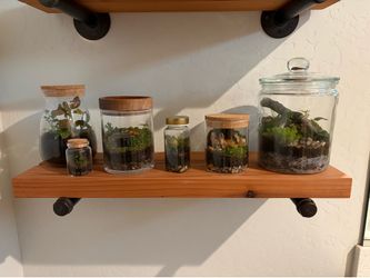 Assorted Terrariums / self sustaining ecosystem decor