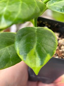 Hoya  Obscura Outed Variegated