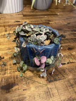 Plant Of Hearts