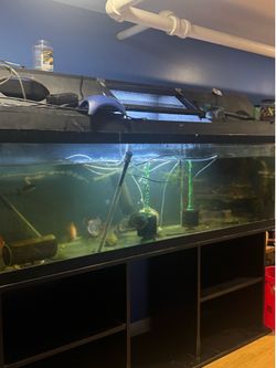 125 Gallon Tank