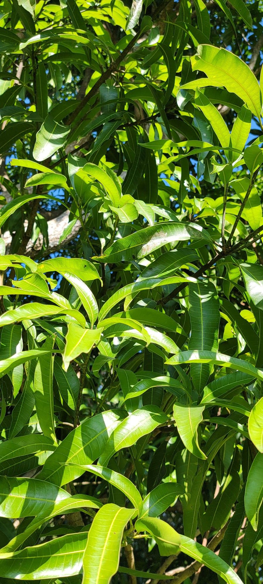 Mango Leaves 