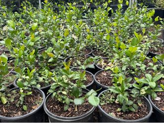 Star Jasmine (No stake) 5 gal