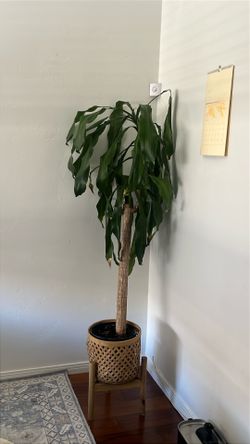 Dracaena plant with planter, 5ft tall