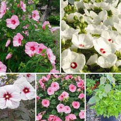 Hardy perennial hibiscus large plants in large pots 3 Gallons-5 Gallons. Each pot$20-$45