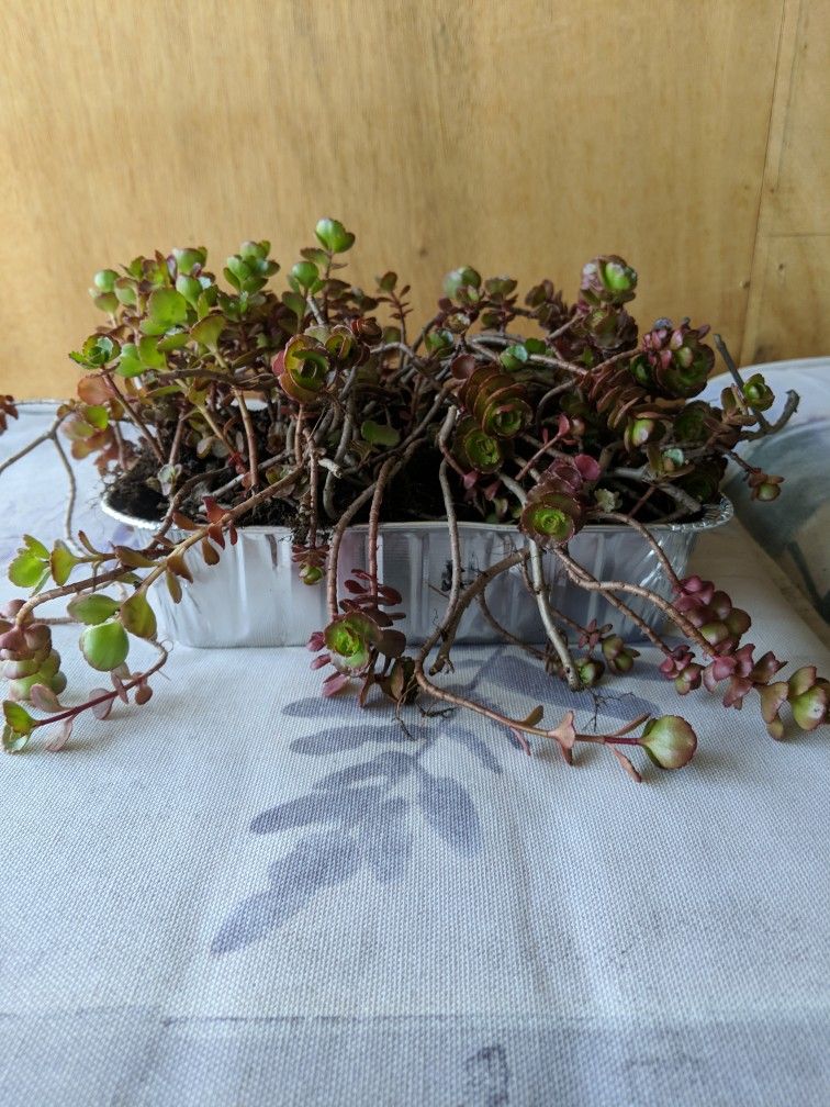Sedum spurium Succulent