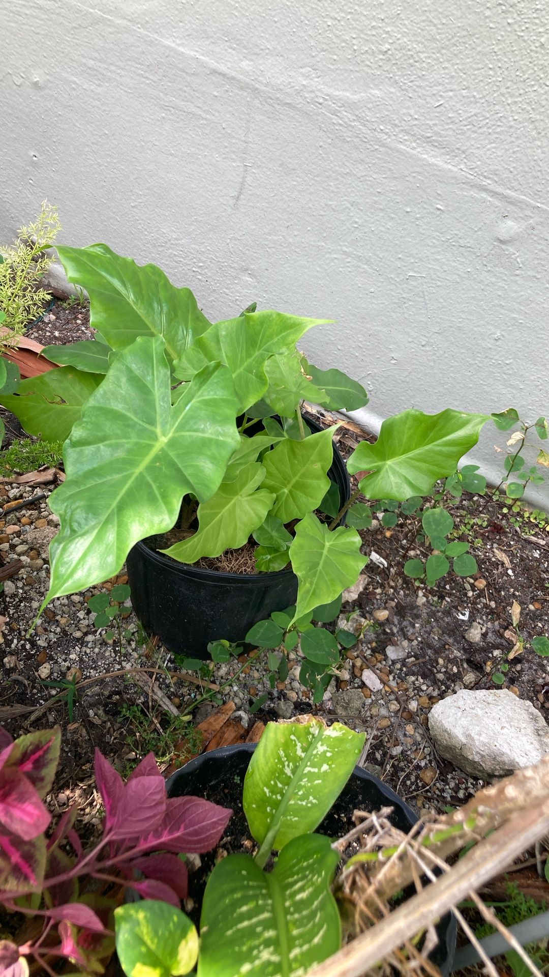 Plantas
