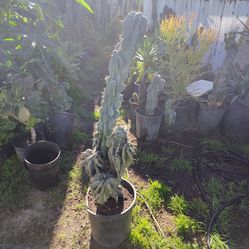 Monstroses apple cactus plant