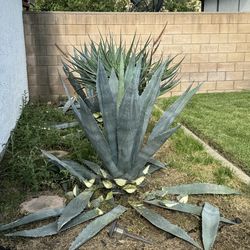3  free Agave plants (please be respectful no messages after 10 pm )