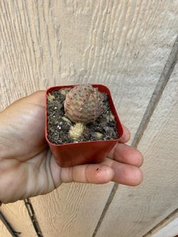 2” euphorbia obesa