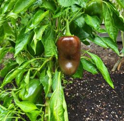 Organic Sweet Chocolate Pepper Seeds And Plants! 2026 SEASON EARLY RELEASE! Available now!