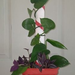 Pothos Plants (Evergreen)