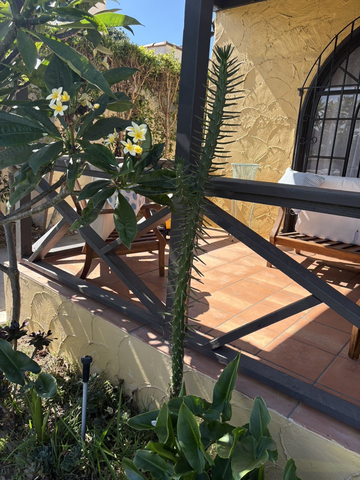 Free Tall Succulent
