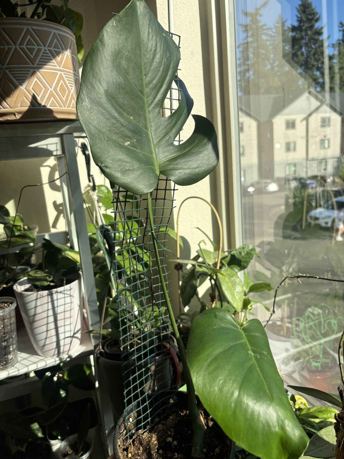 Monstera Deliciosa