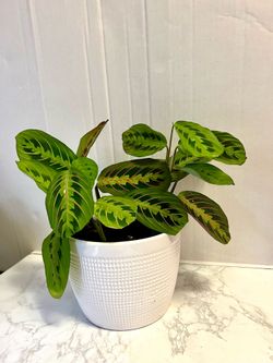 Prayer 🙏 plant 🪴