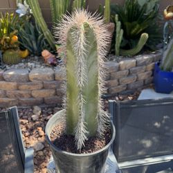 🌵 Whoollyrhino Cactus 🌵 