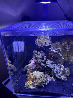 10 gallon saltwater tank