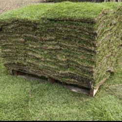 Grass Sod