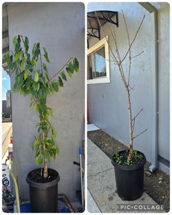 Huge 7ft Tall Purple Cherry Tree in 10 Gallon Pot (Leaves just felt off)